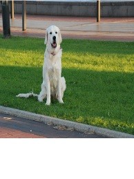 Preciosa hembra de Golden Retriever, como la gran mayoria son cariñosos e inteligentes.